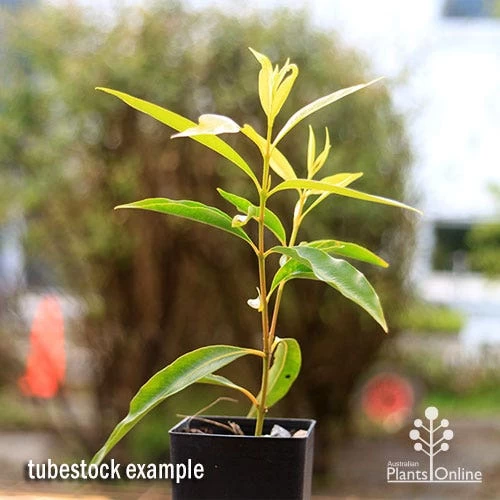 Waterhousea Sweeper - Weeping Lilly Pilly 2 Waterhousea Sweeper - Weeping Lilly Pilly - Image 2