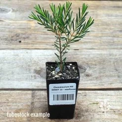 Chamelaucium MY SWEET 16™ - Waxflower -Eco Garden Shop apo wax sweet 16