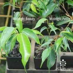 Ficus Benjamina Midnight Beauty - Weeping Fig -Eco Garden Shop apo weeping fig leaf size