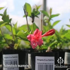 Weigela Eva Rathke -Eco Garden Shop apo weigela eva rathke tubestock in flower
