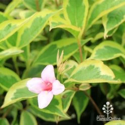Weigela Variegated 24 Weigela Variegated -Eco Garden Shop apo weigela variegated flower leaf