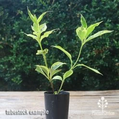 Weigela Variegated 21 Weigela Variegated -Eco Garden Shop apo weigela variegated tubetock