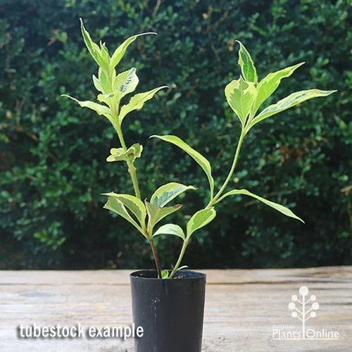 Weigela Variegated 7 Weigela Variegated - Image 7