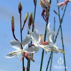 Gaura White 18 Gaura White -Eco Garden Shop apo white gaura blue sky