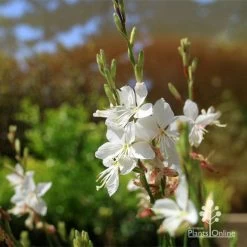 Gaura White 17 Gaura White -Eco Garden Shop apo white gaura flowers2