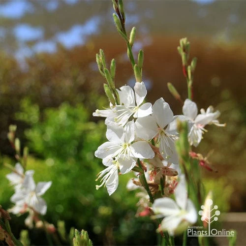 Gaura White 5 Gaura White - Image 5