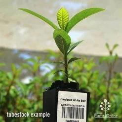 Gardenia White Star -Eco Garden Shop apo white star gardenia tubestock