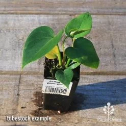 Anthurium White Winner 11 Anthurium White Winner -Eco Garden Shop apo white winner tubestock top