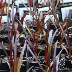 Crinum Wine Time - Swamp Lily -Eco Garden Shop apo wine time tubestocks and fly