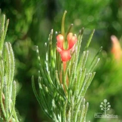 Adenanthos - Woolly Bush -Eco Garden Shop apo woolly bush flower closeup