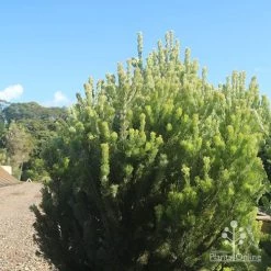 Adenanthos - Woolly Bush -Eco Garden Shop apo woolly bush nursery