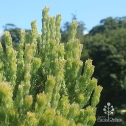 Adenanthos - Woolly Bush -Eco Garden Shop apo woolly bush profile