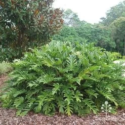 Philodendron Xanadu -Eco Garden Shop apo xanadu mature