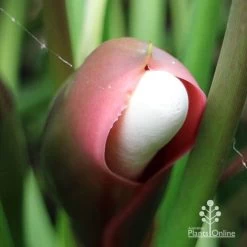 Philodendron Xanadu -Eco Garden Shop apo xanadu mature flowerbud