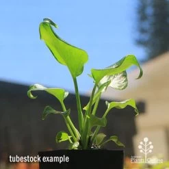 Philodendron Xanadu -Eco Garden Shop apo xanadu tubestock blue sky