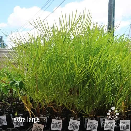 Grevillea Yamba Sunshine 4 Grevillea Yamba Sunshine - Image 4