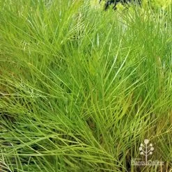 Grevillea Yamba Sunshine 14 Grevillea Yamba Sunshine -Eco Garden Shop apo yamba sunshine foliage