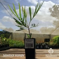 Grevillea Yamba Sunshine 15 Grevillea Yamba Sunshine -Eco Garden Shop apo yamba sunshine tubestock side