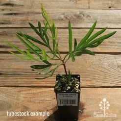 Grevillea Yamba Sunshine 16 Grevillea Yamba Sunshine -Eco Garden Shop apo yamba sunshine tubestock top