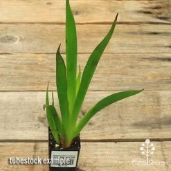 Anigozanthos Yellow Gem - Kangaroo Paw -Eco Garden Shop apo yellow gem tubestock