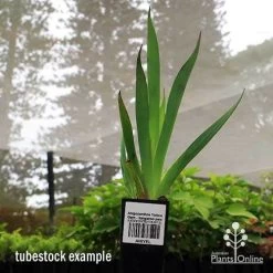 Anigozanthos Yellow Gem - Kangaroo Paw -Eco Garden Shop apo yellow gem tubestock2