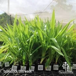 Yucca Elephantipes - Soft-tip Yucca -Eco Garden Shop apo yucca big