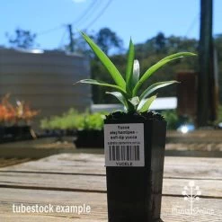 Yucca Elephantipes - Soft-tip Yucca -Eco Garden Shop apo yucca soft tip tubestock