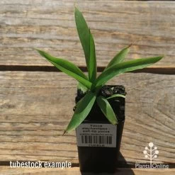 Yucca Elephantipes - Soft-tip Yucca -Eco Garden Shop apo yucca soft tip tubestock top