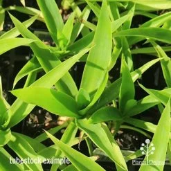 Yucca Elephantipes - Soft-tip Yucca -Eco Garden Shop apo yucca soft tip tubestock top 1