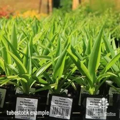 Yucca Elephantipes - Soft-tip Yucca -Eco Garden Shop apo yucca soft tip tubestock 1