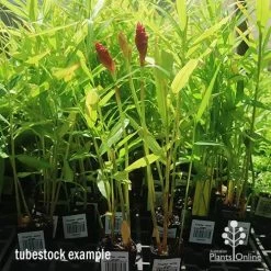 Zingiber - Edible Ginger -Eco Garden Shop apo zingiber flower tubestock