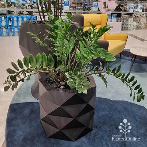 Zamioculcas Zanzibar Gem - ZZ Plant 2 Zamioculcas Zanzibar Gem - ZZ Plant - Image 2