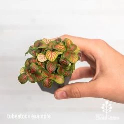 Fittonia Skeleton - Snakeskin Plant 6 Fittonia Skeleton - Snakeskin Plant -Eco Garden Shop ausplantsonline fittonia skeleton tube