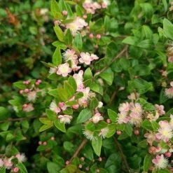 Austromyrtus Blush - Pink Midgem Berry