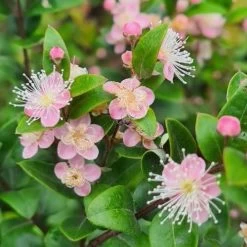Austromyrtus Blush - Pink Midgem Berry -Eco Garden Shop austromyrtus blush close