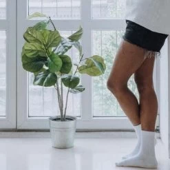 Ficus Lyrata Bambino - Fiddle Leaf Fig -Eco Garden Shop bambino legs 1