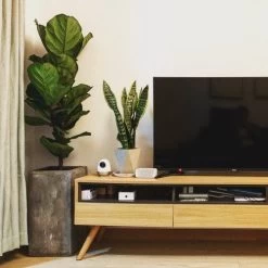 Ficus Lyrata Bambino - Fiddle Leaf Fig -Eco Garden Shop bambino tv