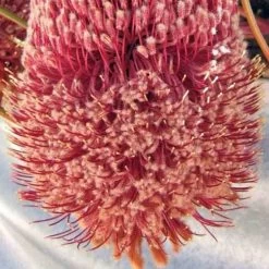 Banksia Blechnifolia -Eco Garden Shop banksia blechnifolia flickr nhq crop