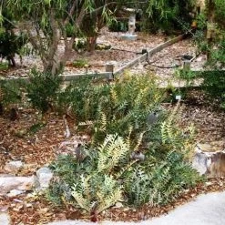 Banksia Blechnifolia -Eco Garden Shop banksia blechnifolia flickr sydney oats 3