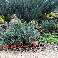 Banksia Blechnifolia -Eco Garden Shop banksia candles mt barker