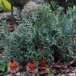 Banksia Blechnifolia -Eco Garden Shop banksia candles mt barker crop