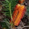 Banksia Spinulosa - Hairpin Banksia