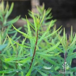 Banksia Spinulosa - Hairpin Banksia -Eco Garden Shop banksia spinulosa foliage