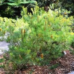 Banksia Spinulosa - Hairpin Banksia -Eco Garden Shop banksiaspinulosa