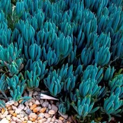 Senecio Chalk Sticks - Succulent -Eco Garden Shop blue chalk sticks groundcover