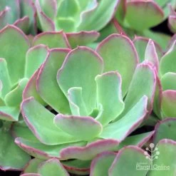 Echeveria Blue Curls - Succulent -Eco Garden Shop blue curls 500
