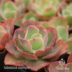 Echeveria Blue Curls - Succulent -Eco Garden Shop blue curls side