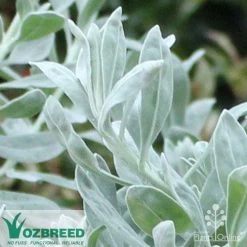 Eremophila Blue Horizon - Emu Bush -Eco Garden Shop blue horizon close