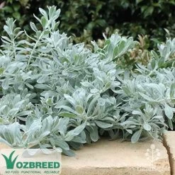 Eremophila Blue Horizon - Emu Bush -Eco Garden Shop blue horizon stone wall