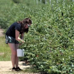 Blueberry Misty -Eco Garden Shop blueberries picking